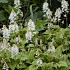 Tiarella wherryi