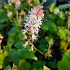 Tiarella wherryi