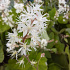 Tiarella wherryi
