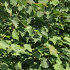 Tilia cordata