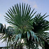 Trachycarpus fortunei