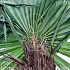 Trachycarpus fortunei
