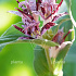 Tricyrtis hirta
