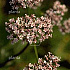 Valeriana officinalis