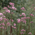 Valeriana officinalis