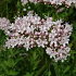 Valeriana officinalis