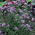 Verbena bonariensis 'Lollipop'