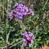Verbena bonariensis 'Lollipop'