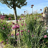 Verbena bonariensis