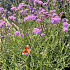 Verbena bonariensis