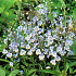 Veronica gentianoides