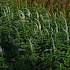 Veronica longifolia 'Schneeriesin'