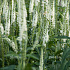 Veronica longifolia 'Schneeriesin'