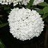 Viburnum 'Eskimo'
