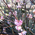 Viburnum bodnantense 'Charles Lamont'