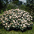 40 tot 50 cm hoog, pot 5 liter