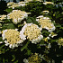 Viburnum opulus
