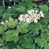 Viburnum opulus