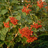 Viburnum opulus 'Compactum'