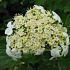Viburnum opulus 'Compactum'