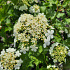 Viburnum opulus 'Compactum'