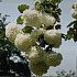 Viburnum opulus 'Roseum'