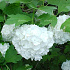Viburnum opulus 'Roseum'