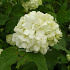 Viburnum opulus 'Roseum'