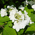 Viburnum plicatum 'Mariesii'