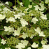 Viburnum plicatum 'Mariesii'