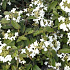 Viburnum plicatum 'Watanabe'
