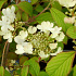 Viburnum plicatum 'Watanabe'