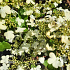 Viburnum plicatum 'Watanabe'