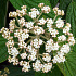 Viburnum rhytidophyllum