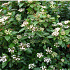 Viburnum tinus