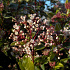 Viburnum tinus 'Eve Price'