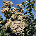 Viburnum tinus 'Eve Price'