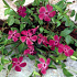 Vinca minor 'Atropurpurea'