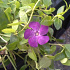 Vinca minor 'Atropurpurea'