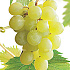 Vitis vinifera 'Himrod'
