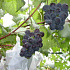 Vitis vinifera