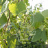 Vitis vinifera