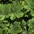 Waldsteinia geoides