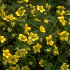 Waldsteinia geoides