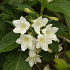 Weigela 'Candida'