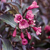 Weigela florida 'Alexandra'