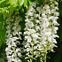 Wisteria floribunda 'Longissima Alba'