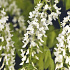Wisteria floribunda 'Longissima Alba'