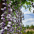 Wisteria floribunda macrobotrys