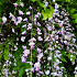 Wisteria floribunda macrobotrys